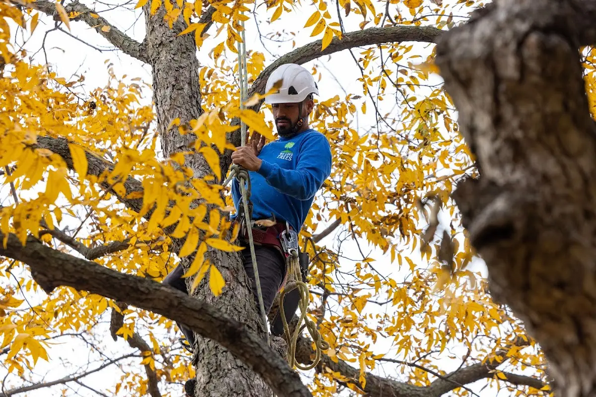 Skilled Tree Trimming crew working in Grafton