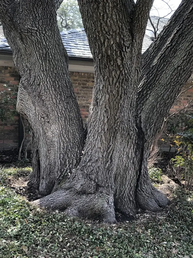 Mature heritage tree close to a Grafton property cared for by certified arborists